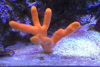 Orange Finger Sponge Thumbnail