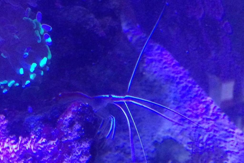 scarlet cleaner shrimp