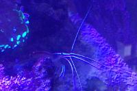 Scarlet cleaner shrimp Thumbnail