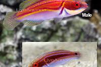 Labout's Fairy Wrasse Thumbnail