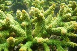 Acropora Aspera