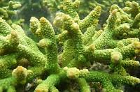 Acropora Aspera Thumbnail