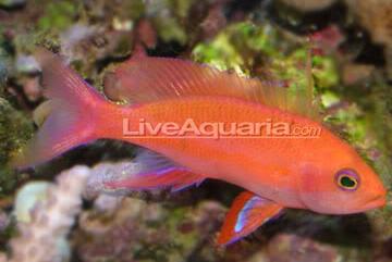 Randall's Anthias