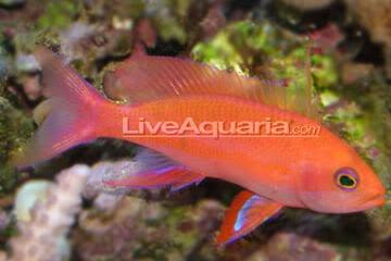 Randall's Anthias / Pseudanthias randalli 7