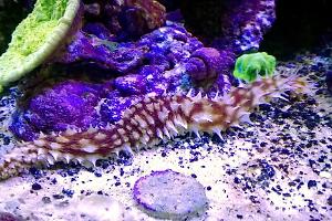 Bluespotted Watchman Goby Thumbnail