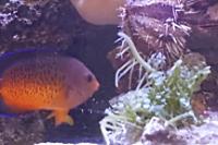 rusty angelfish Thumbnail