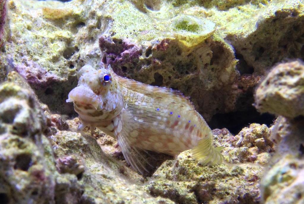 Sailfin/Algae Blenny