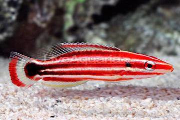 Pacific Redstripe Hogfish