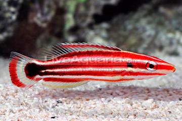 Pacific Redstripe Hogfish / Bodianus sepiacaudus 10