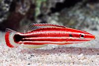 Pacific Redstripe Hogfish Thumbnail