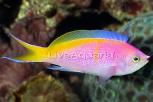 Bartlett's Anthias