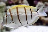 Convict Tang Thumbnail