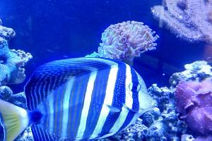 Sailfin Tang Thumbnail