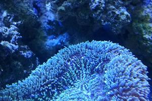 Unknown Coral Thumbnail