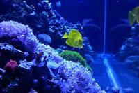 Yellow Tang Thumbnail