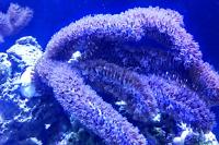 Brown Gorgonian Coral Thumbnail