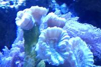 Candy Cane Coral Thumbnail