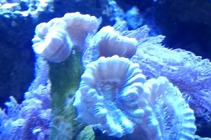 Candy Cane Coral Thumbnail