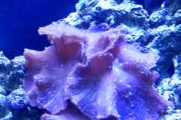 Cabbage Leather Coral Thumbnail