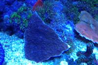 Montipora plato Thumbnail