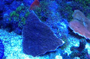 Montipora plato