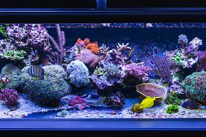 Reeftastic Mixed Reef Thumbnail