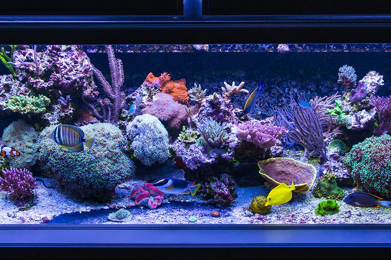 Reeftastic Mixed Reef Thumbnail