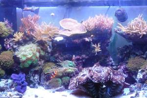 90 gal mixed reef Thumbnail