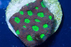 Brain Coral, Favites