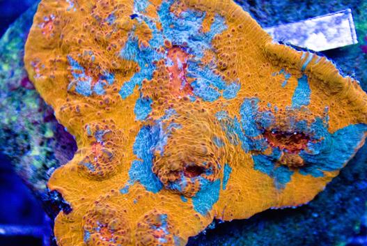 Acan Brain Coral