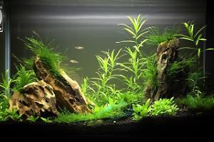 Fluval Spec V Thumbnail