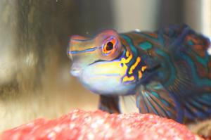 Mandarin Goby