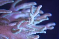 Spaghetti Finger Leather Coral