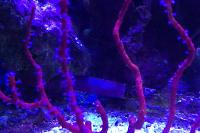 Red Finger Gorgonian Thumbnail