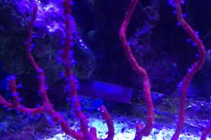 Red Finger Gorgonian Thumbnail