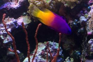 Red Finger Gorgonian Thumbnail