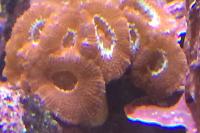 Acan Brain Coral Thumbnail