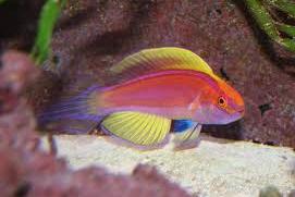 Roseafascia Wrasse