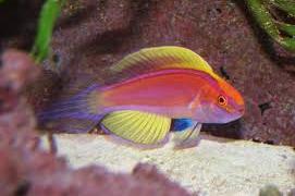 Roseafascia Wrasse Thumbnail