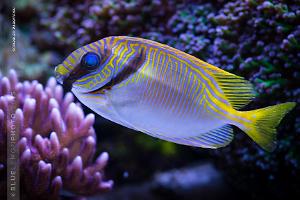 Scribbled Rabbitfish