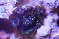 Acan Lord