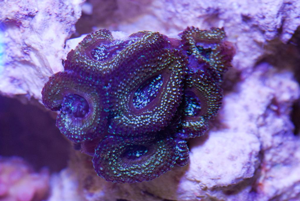 Lordhowensis Coral