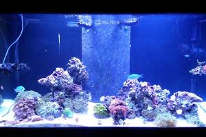 120g reef Thumbnail