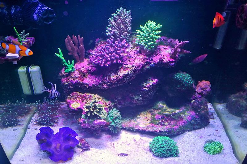 My First Reef Thumbnail