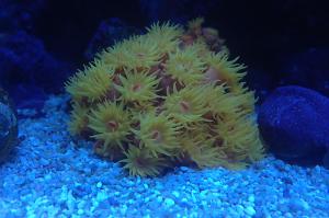 Orange Tube Coral Thumbnail