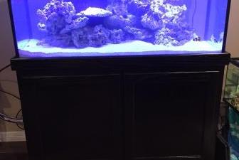 New Tank Start up!