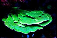 Montipora sp Thumbnail