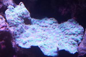 Hedgehog Coral Thumbnail