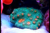 Chalice Coral Thumbnail