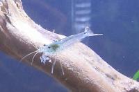 Japonica Amano Shrimp Thumbnail